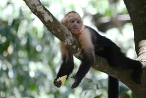 Fra San José: Dagstur til Monteverde Hanging Bridges