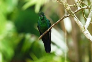 Fra San José: Dagstur til Monteverde Hanging Bridges