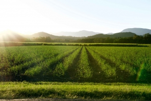 From San Jose: Orosi Valley & Lankester Garden Day Tour