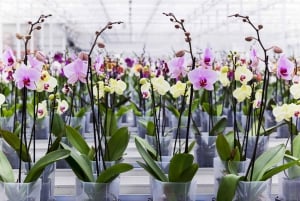 From San Jose: Orosi Valley & Lankester Garden Day Tour