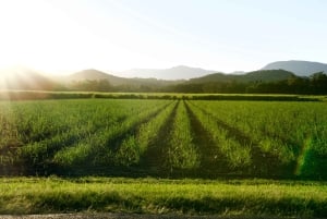 From San Jose: Orosi Valley & Lankester Garden Day Tour
