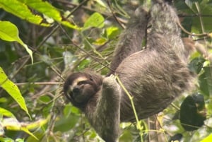 From San José To Manuel Antonio national Park Guided tour