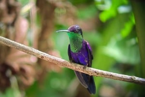 From San José To Manuel Antonio national Park Guided tour