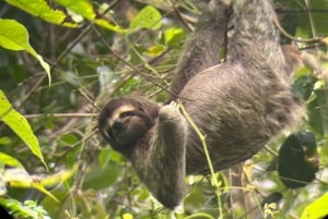 From San José To Manuel Antonio national Park Guided tour