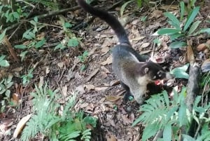 From San José To Manuel Antonio national Park Guided tour