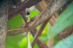 From San José To Manuel Antonio national Park Guided tour