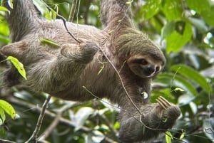 De San José ao Parque Nacional Manuel Antonio Tour guiado
