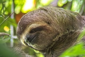 De San José ao Parque Nacional Manuel Antonio Tour guiado