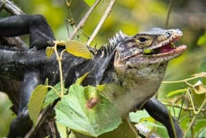 De San José ao Parque Nacional Manuel Antonio Tour guiado