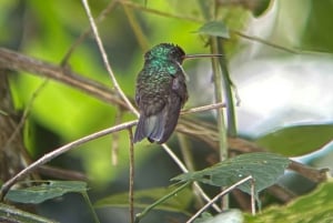 De San José ao Parque Nacional Manuel Antonio Tour guiado