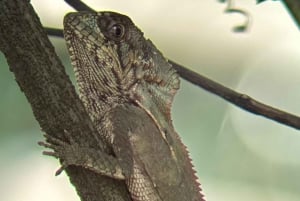 De San José ao Parque Nacional Manuel Antonio Tour guiado