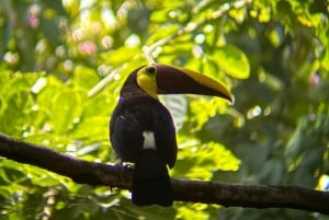 De San José ao Parque Nacional Manuel Antonio Tour guiado
