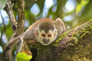 De San José ao Parque Nacional Manuel Antonio Tour guiado