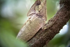 De San José ao Parque Nacional Manuel Antonio Tour guiado