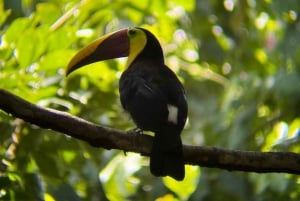 De San José ao Parque Nacional Manuel Antonio Tour guiado
