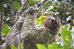 De San José ao Parque Nacional Manuel Antonio Tour guiado