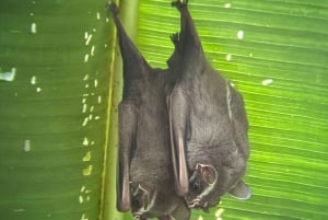 De San José ao Parque Nacional Manuel Antonio Tour guiado