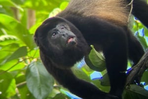 De San José ao Parque Nacional Manuel Antonio Tour guiado