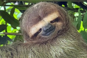 De San José ao Parque Nacional Manuel Antonio Tour guiado