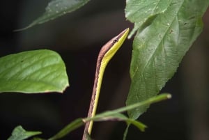 De San José ao Parque Nacional Manuel Antonio Tour guiado