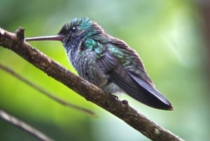 De San José ao Parque Nacional Manuel Antonio Tour guiado