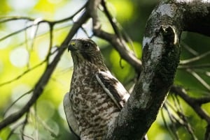 Från Uvita: Dagsutflykt till Corcovado nationalpark med båt