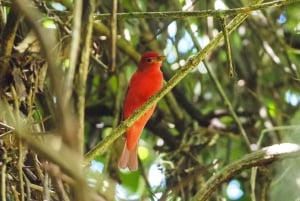 Från Uvita: Dagsutflykt till Corcovado nationalpark med båt
