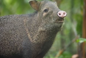 Från Uvita: Dagsutflykt till Corcovado nationalpark med båt