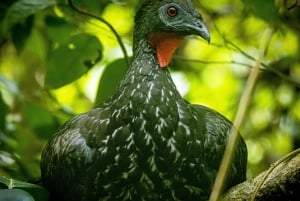 Från Uvita: Dagsutflykt till Corcovado nationalpark med båt