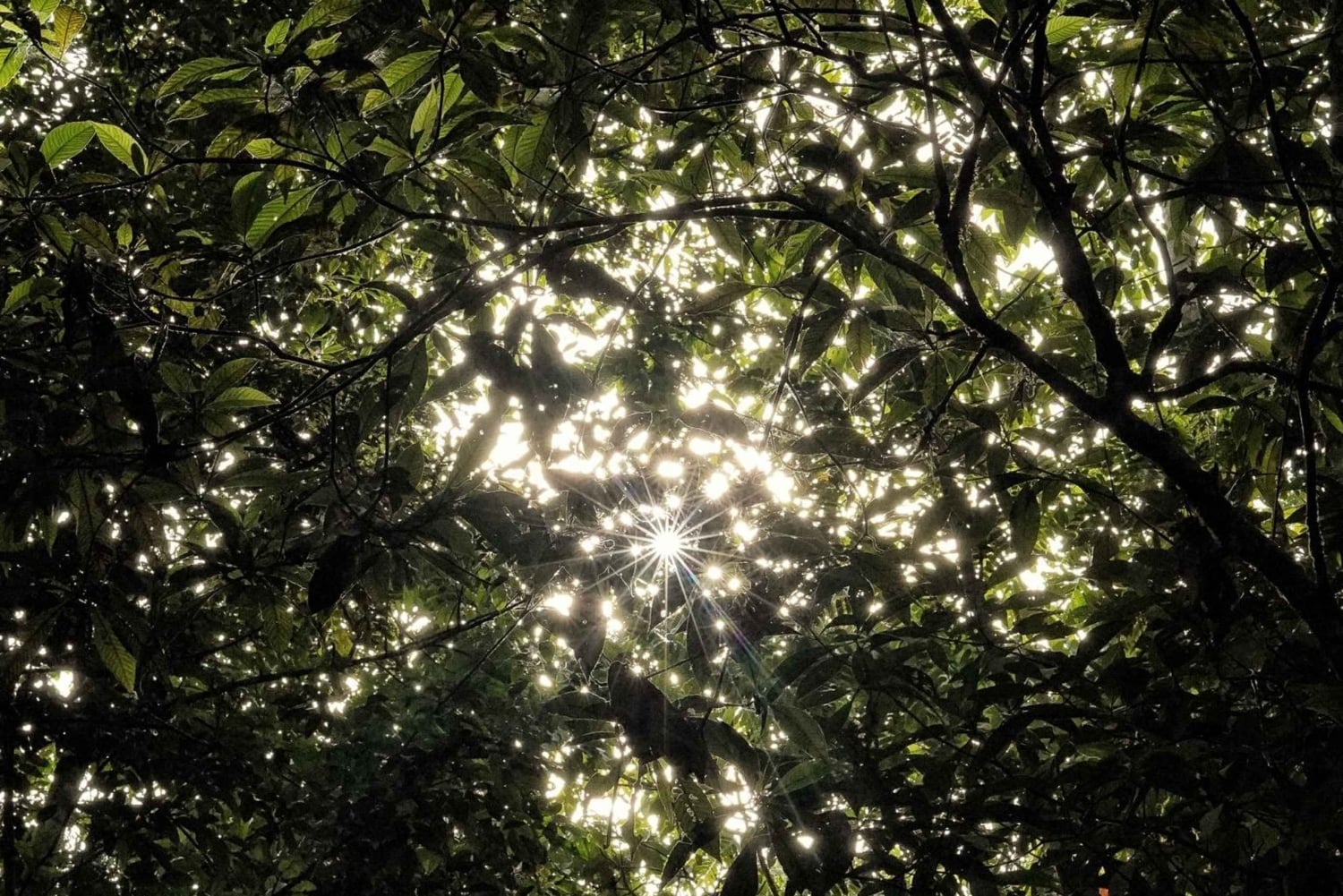 コルコバードの一日アドベンチャー