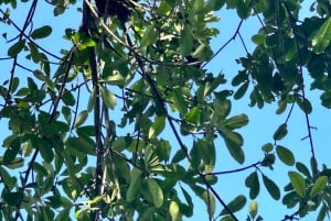 Avventura di un giorno tra cascate e spiagge