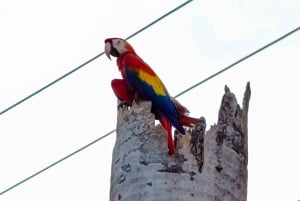 Avventura di un giorno tra cascate e spiagge