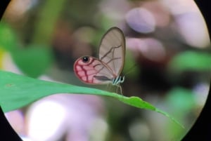 Puerto Viejo Talamanca: Hike through Gandoca Manzanillo Wild Life refuge.