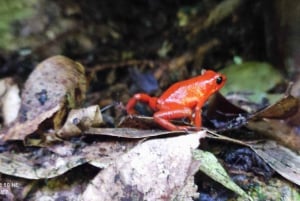 Puerto Viejo Talamanca: Hike through Gandoca Manzanillo Wild Life refuge.