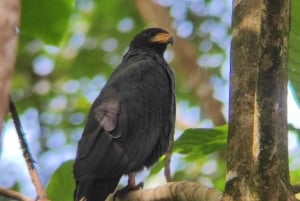 Puerto Viejo Talamanca: Hike through Gandoca Manzanillo Wild Life refuge.