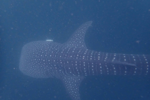 Golfito, Costa Rica: PADI Open Water Diver-certifiering