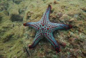 Golfito, Costa Rica: PADI Open Water Diver-certifiering