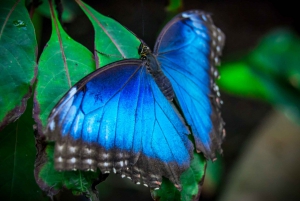 Guanacaste: Diamante Adventure Park All-Day Adventure Pass