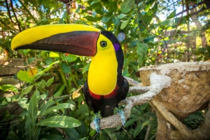 Guanacaste: całodniowa przepustka do parku rozrywki Diamante Adventure