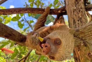 グアナカステ：ディアマンテ アドベンチャー パーク 終日アドベンチャー パス