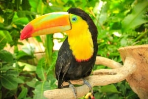 Guanacaste: Diamante Eco Adventure Park -päiväkortti lounaalla.
