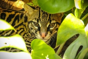 Guanacaste: Dagspass til Diamante Eco Adventure Park med lunsj
