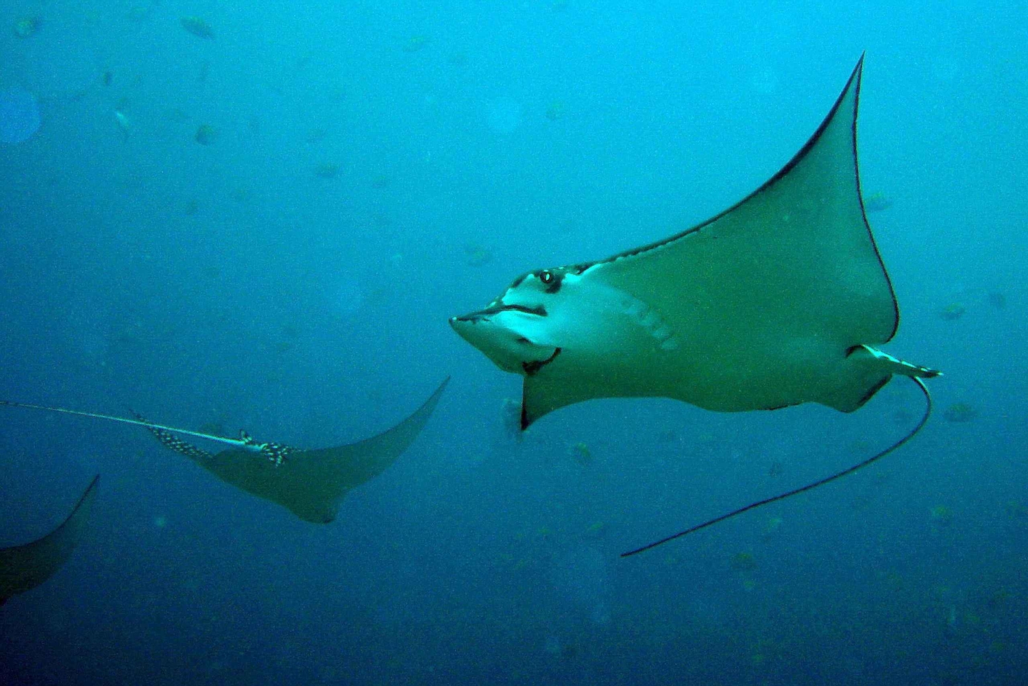 Гуанакасте: откройте для себя день подводного плавания в заливе Папагайо