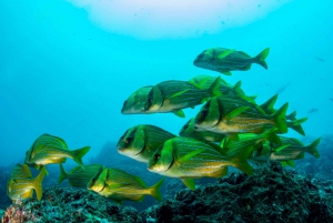 Guanacaste: Discover Scuba Dive Day in Papagayo Gulf
