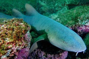 Guanacaste: Discover Scuba Dive Day in Papagayo Gulf