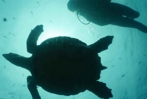 Guanacaste: Oppdag dykkedag i Papagayobukten