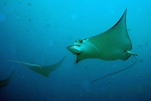 Гуанакасте: откройте для себя день подводного плавания в заливе Папагайо