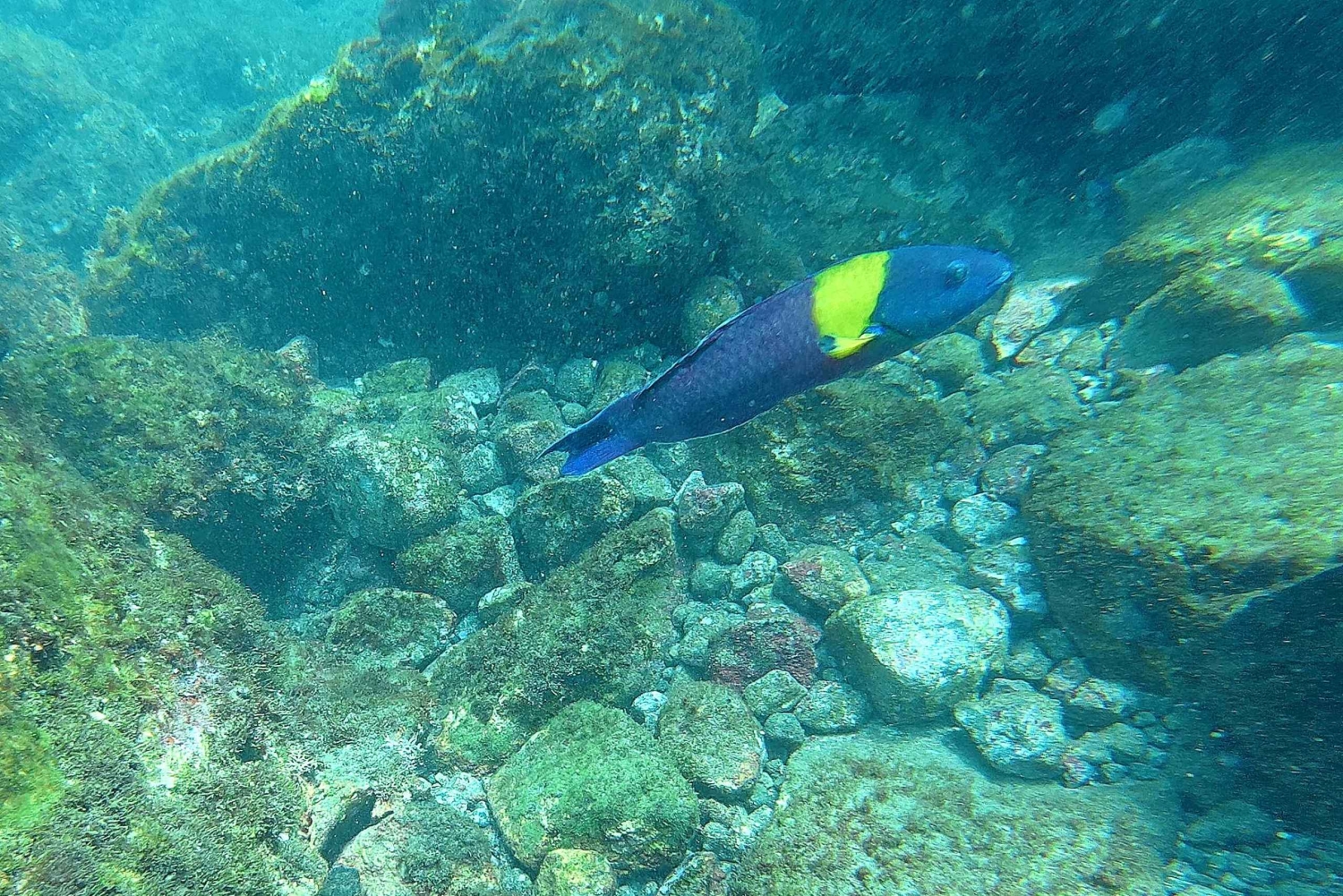 Guanacaste: Guided Shore Snorkeling and Marine Discovery