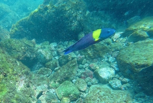 Guanacaste: Guided Shore Snorkeling and Marine Discovery