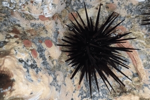 Guanacaste: Guided Shore Snorkeling and Marine Discovery